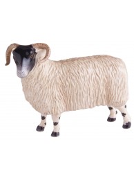 Scottish Blackface Ewe Was £29.95