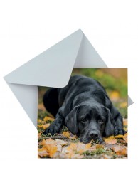 Card Pretty Please