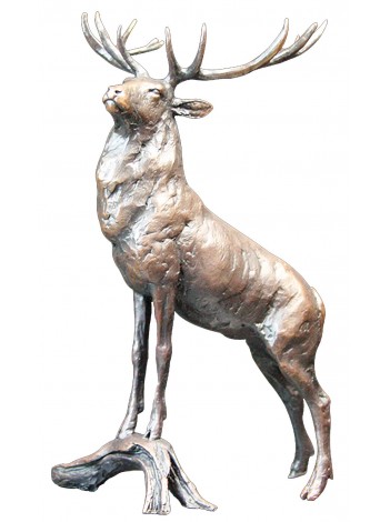 Regal Stag
