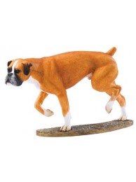 Boxer Tan & White