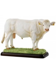 Charolais Bull