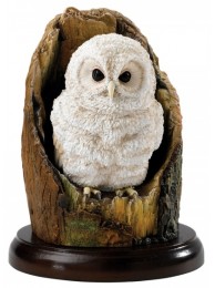 Tawny Owlet