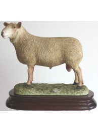 Charolais Ram