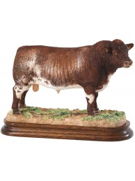 Beef Shorthorn Bull