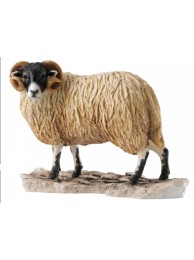 Ram Contemporary