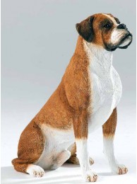 Boxer Sitting