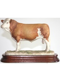 Simmental Bull