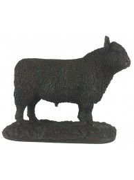 Galloway Bull